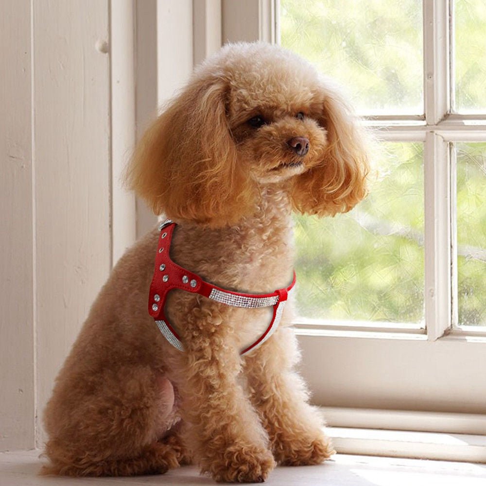 Harnais pour chien | Cuir suédé souple SFP - Les chiens beaux