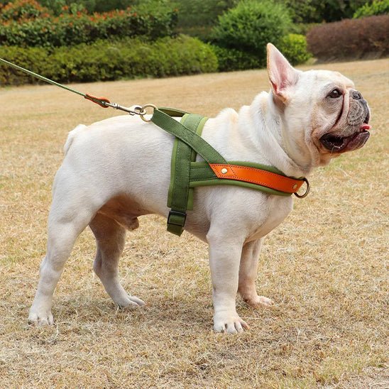 Harnais pour chien | Poitrail en nylon - Les chiens beaux