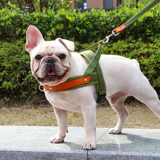 Harnais pour chien | Poitrail en nylon - Les chiens beaux