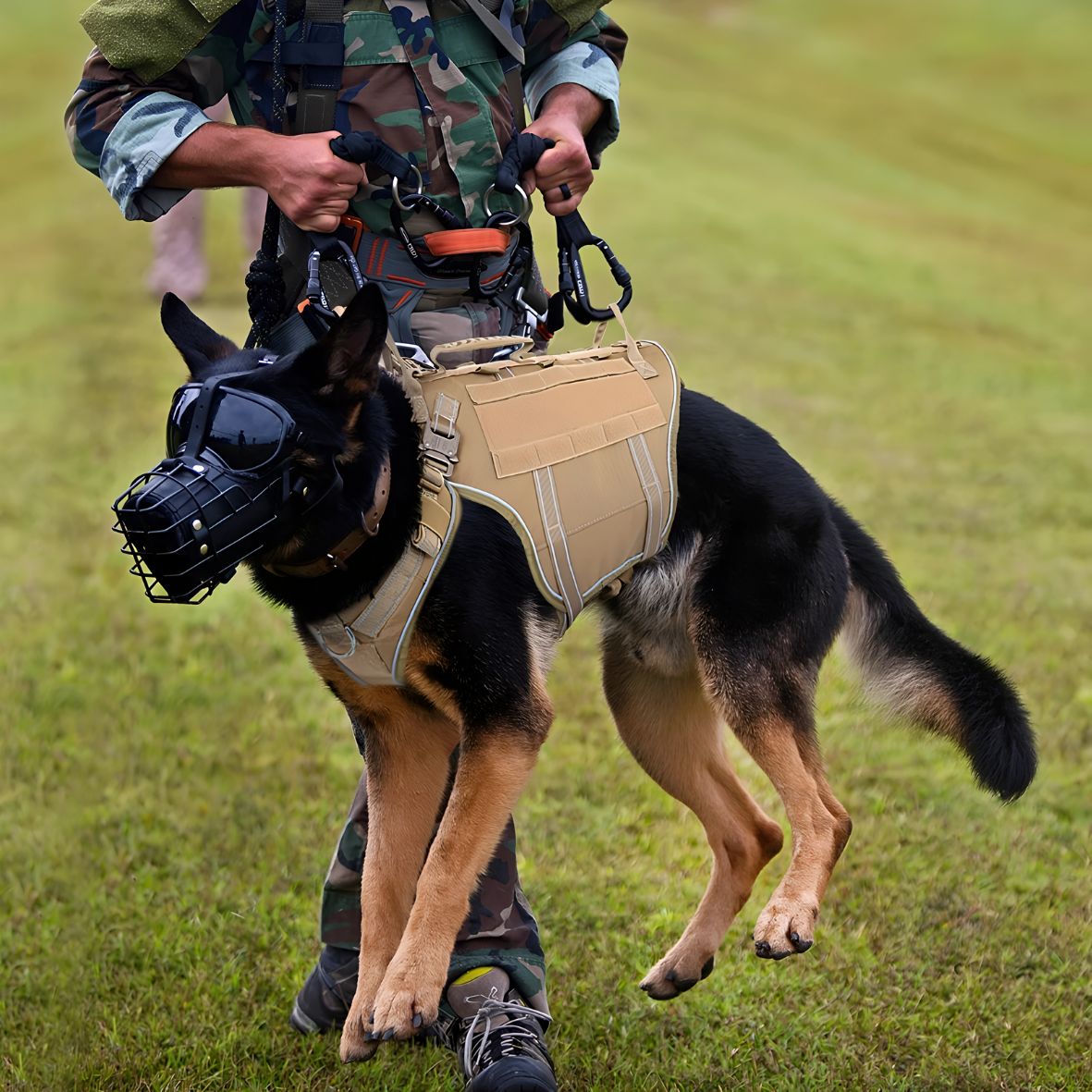 harnais tactique chien k9 pro robuste