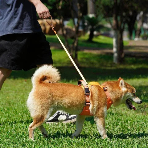 homme qui porte le harnais anti traction chien tout en un durable