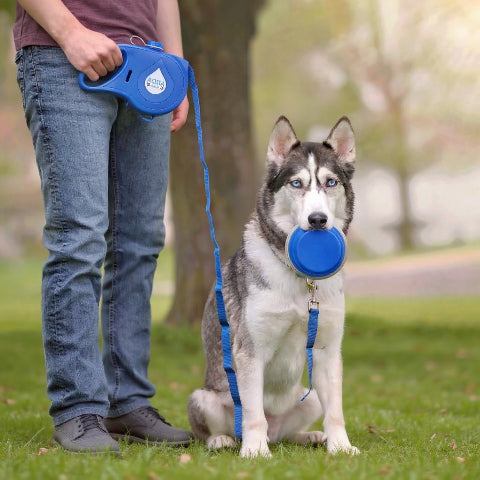 husky qui porte la laisse pour chien en multifonction 3 en 1 bleue confortable
