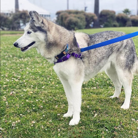 husky qui porte la laisse pour chien longecanine