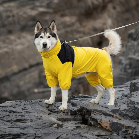 husky qui porte le manteau pour chien pawtectpro juane tres chic