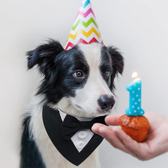 Bandana chien | Smoking Formel
