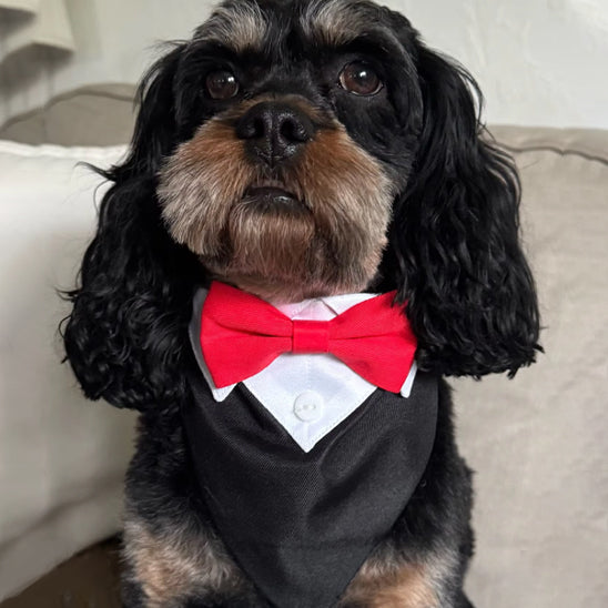 Bandana chien | Smoking Formel