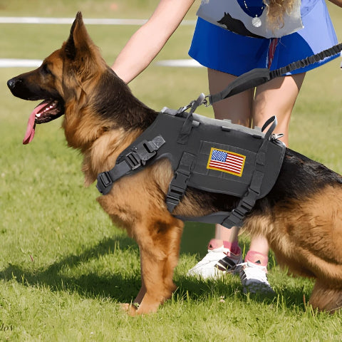 jeune fille qui caresse son berger allemand qui porte le harnais chien tactique k9 noir