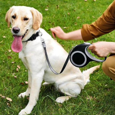 labrador qui joue dans un jardin en portant la laisse de chien retractable en nylon noire