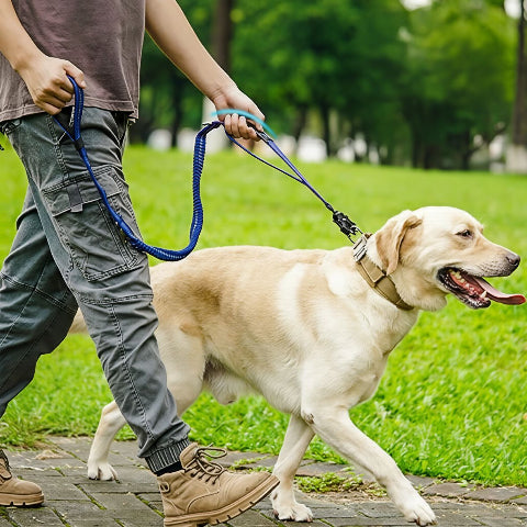 labrador qui porte la laisse chien bleue avec son proprietaire qui se promene dans la rue