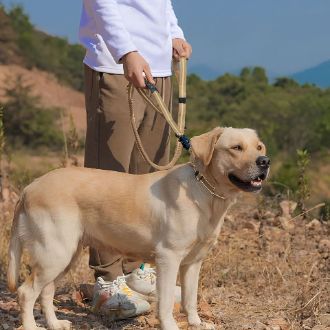 labrador qui porte la laisse chien kaki avec son proprietaire sur une montagne