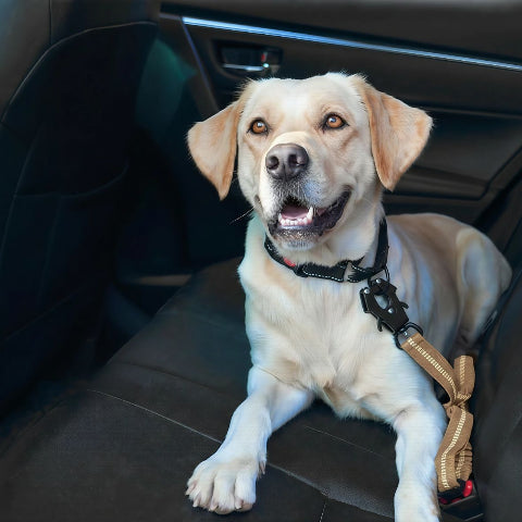 labrador qui porte la laisse chien kaki dans une voiture