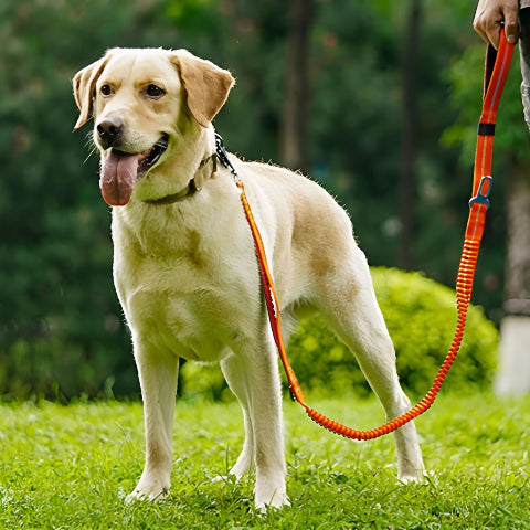 labrador qui porte la laisse chien orange dans un parc