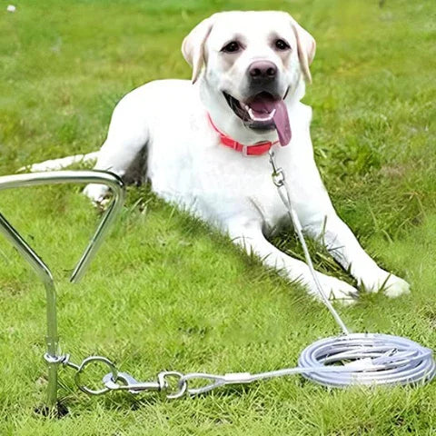 labrador qui porte la laisse pour chien a fil avec clip cable en acier durable