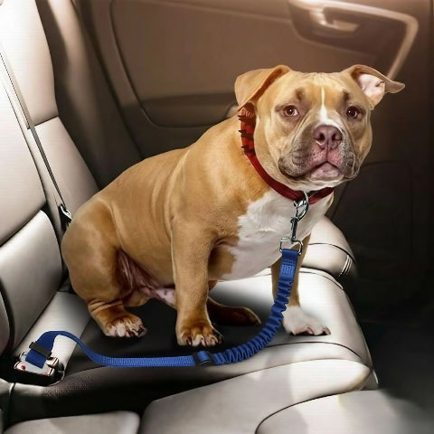 aisse chien ceinture de securite bleue durable