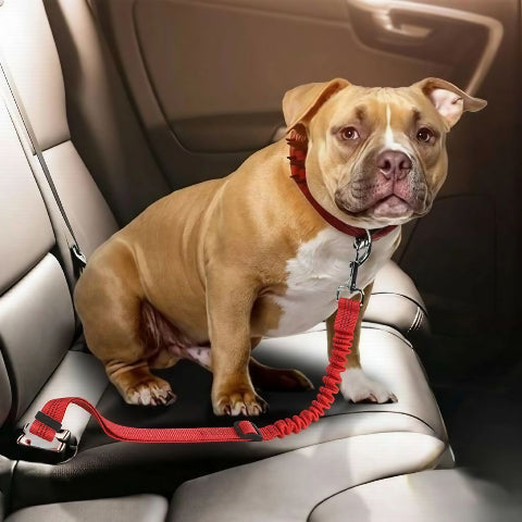 aisse chien ceinture de securite rouge de bonne qualite