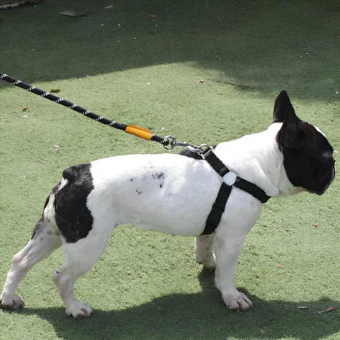 laisse chien cordon de controle leger noir