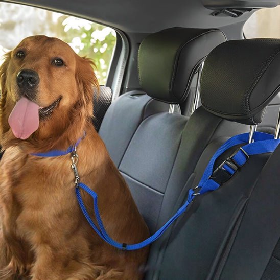 LAISSE CHIEN DE VOITURE | SECURI - LAISSE - Les chiens beaux