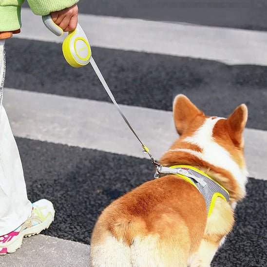 Laisse chien | Enrouleur Kimpets - Les chiens beaux