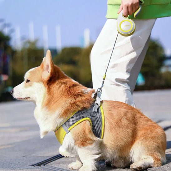 Laisse chien | Enrouleur Kimpets - Les chiens beaux