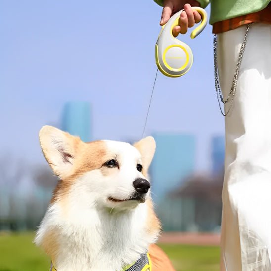 Laisse chien | Enrouleur Kimpets - Les chiens beaux