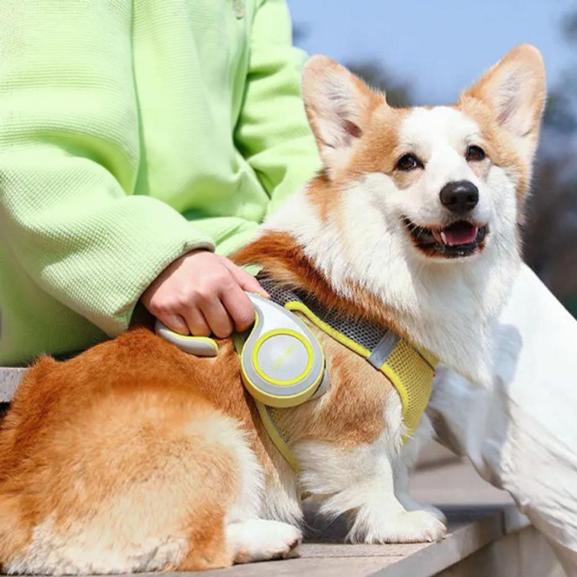 Laisse chien | Enrouleur Kimpets - Les chiens beaux