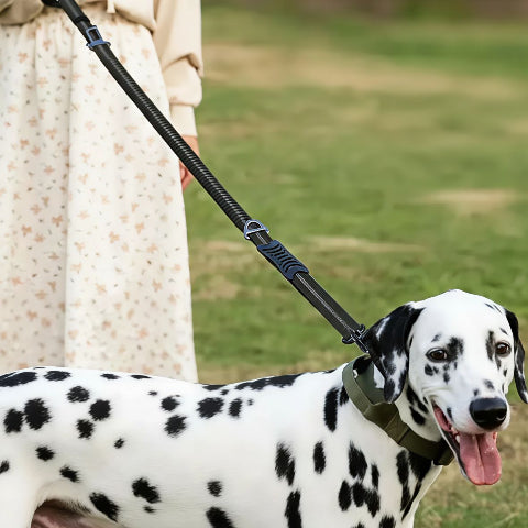 laisse chien tactique noire indispensable
