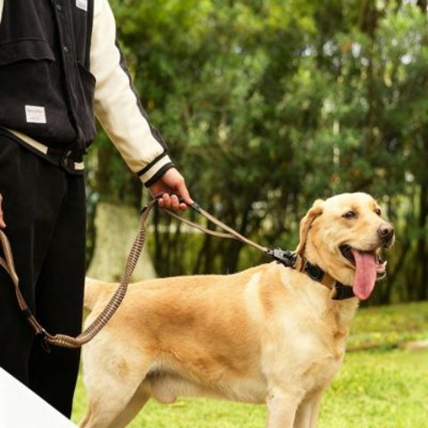 laisse chien tactique tres essentiel