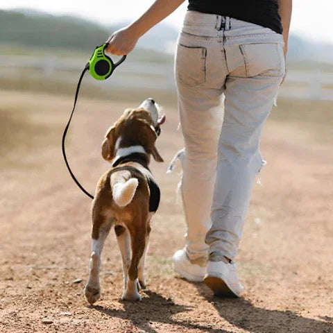 laisse de chien retractable chienflex verte