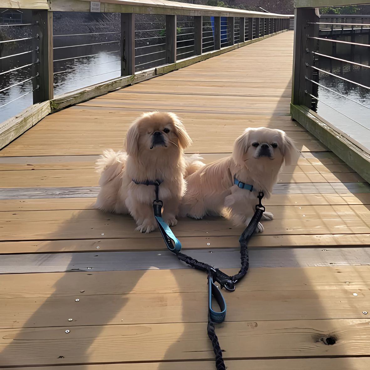 LAISSE DOUBLE CHIEN | DOUBLE CORDE - Les chiens beaux
