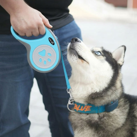 laisse enrouleur pattes de chien bleue essentielle