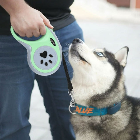 laisse enrouleur pattes de chien verte indispensable