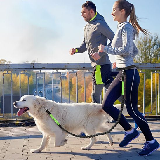 LAISSE POUR CHIEN | CEINTURE MAINS LIBRES REGLABLE - Les chiens beaux