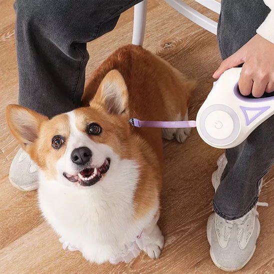 Laisse rétractable | Roulette LED - Les chiens beaux