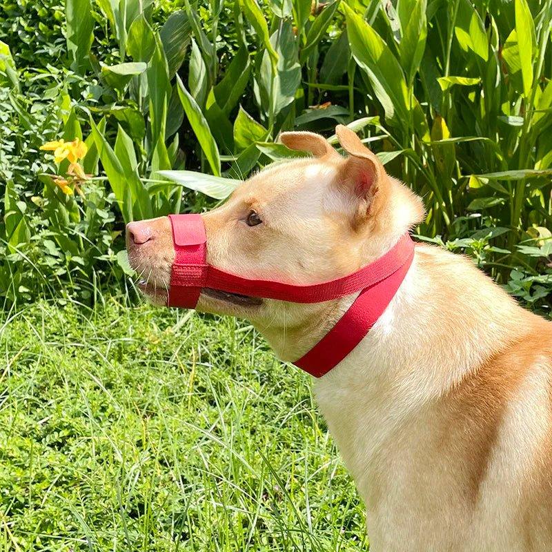 MUSELIERE CHIEN | BOUCLE EN POLYESTER - Les chiens beaux