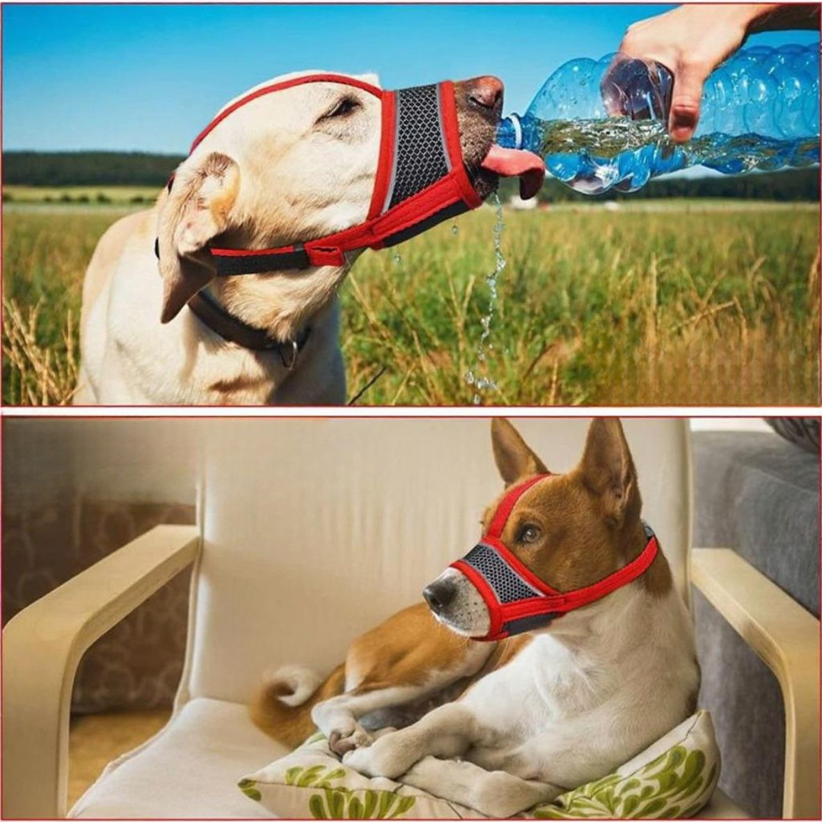 MUSELIERE CHIEN | MAILLE SERRÉE - Les chiens beaux