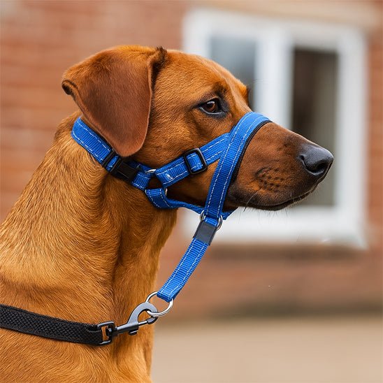 Muselière chien | Sangle en nylon - Les chiens beaux
