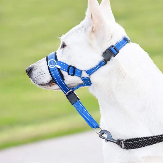 Muselière chien | Sangle en nylon - Les chiens beaux