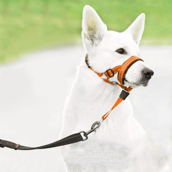 Muselière chien | Sangle en nylon - Les chiens beaux