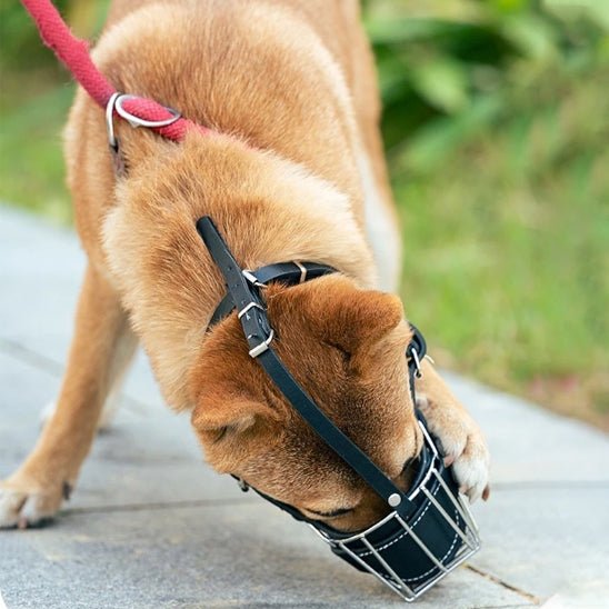 Muselière pour chien | Cuir et Métal - Les chiens beaux