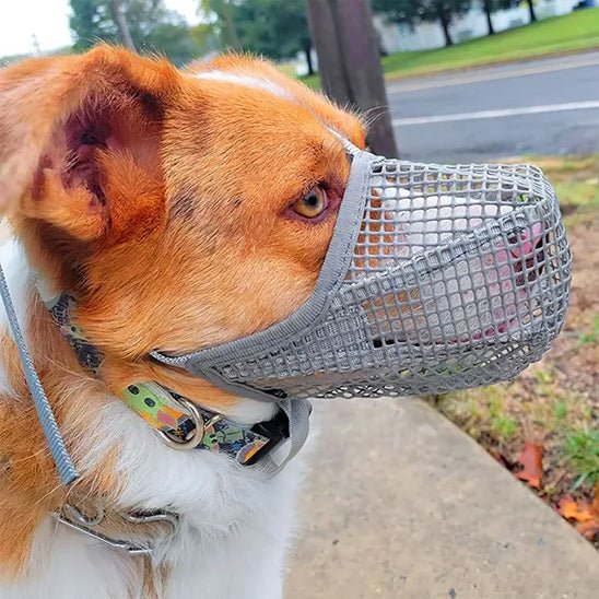Muselière pour chien | Maille douce - Les chiens beaux