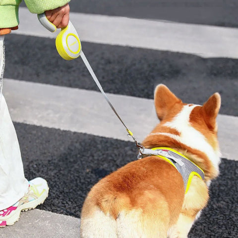 pembroke qui traverse la rue avec sa proprietaire en portant la laisse chien enrouleur kimpets