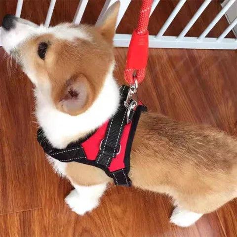 petit chien qui porte le harnais chien sangle de poitrine dans la maison