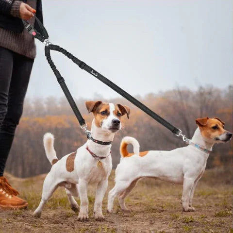 proprietaire qui se promene avec ses deux chiens qui portent la double laisse pour chien sans enchevetrement