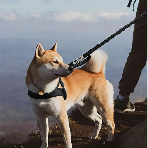 shiba inu qui se promene en portant la laisse de chien tactique noire