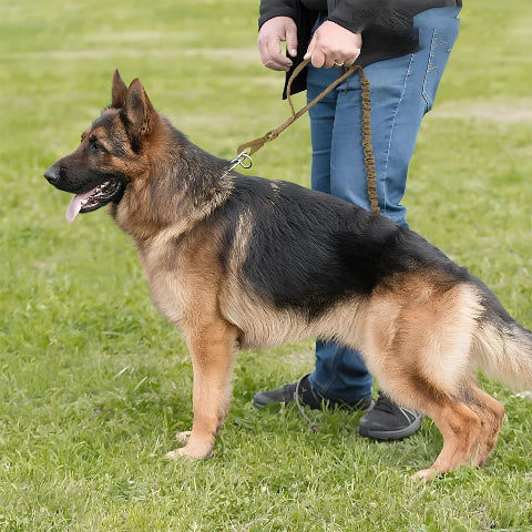 un homme qui promene dans un terrain son berger allemand qui porte la laisse de chien tactique khaki
