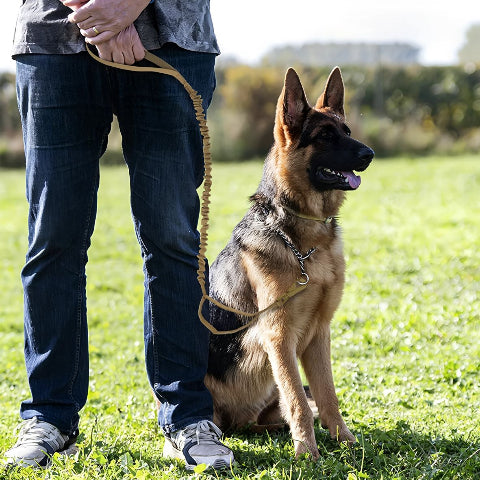 un homme qui promene son berger allemand qui porte la laisse de chien tactique