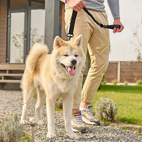 un homme qui promene son chien qui porte la laisse de chien tactique noir