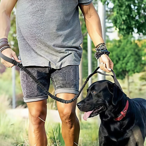 un homme qui promene son labrador qui porte la laisse de chien tactique