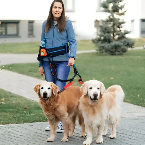 une fille qui se promene avec ses deux abradors avec la laisse double chien double corde rouge