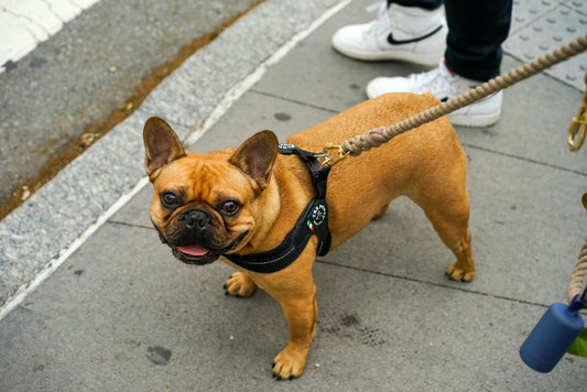COMMENT CHOISIR LE BON HARNAIS ? - Les chiens beaux
